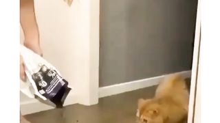 Kucing minta makan