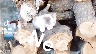 so cute #cat #new #littlecat