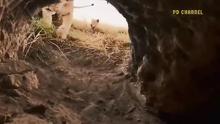 10 Points For Courage- Mother Warthog Confronts Leopard To Protect The Herd - Warthog Vs Lion