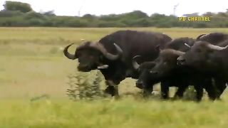 Buffalo Vs Lion- Buffaloes Team Up To Kill Lions To Protect Their Cubs