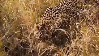 Chaotic- Brave Maasai Natives Rush In To Save Baby Buffalo From A Brutal Leopard Attack