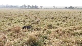 Chaotic Fight- Lion Accidentally Became A Victim Of The Fierce Battle Between Warthog Vs Leopard