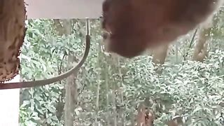 Chaotic- The Lion Foolishly Stole Honey- Causing Him To Suffer A Painful Punishment - Hippo vs Lion