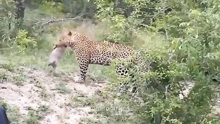 Chaotic- What Will Happen When Lion And Leopard Join Forces To Hunt Gorillas Cheetah Vs Ostrich