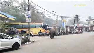 Crazy Elephant Rushed Out to Attack Cars and Tourists Right on the Edge of Abyss- Miracles Happened