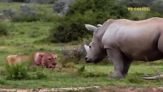 Death Was Imminent- Rhino Was Fortunately Saved By A Herd Of Elephants From A Herd Of Hungry Lions