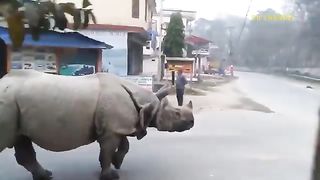 Disaster- Animals Ran Into The Main Road In Panic- Attacking Cars And Passersby