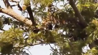 FOOLISH- Leopards Risked Their Lives To Enter Lion Territory To Hunt And The Tragic Ending Happened