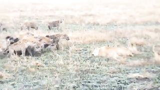 Lion Was Tragically Bitten By A Hyena In A Fierce Confrontation For Food - Lion Vs Hyenas
