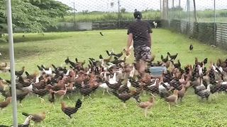 Huaaa