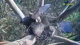 Lofty Endurance- Mother Bird Bravely Resists Snake Venom To Protect Her Baby