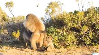 Lucky- Elephants Rescued The Helpless Mother And Baby Monkey From The Pursuit Of Leopard