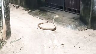 Mongoose Wisely Uses This Method To Avoid The Powerful Venom Of Venomous Snakes To Maintain Life