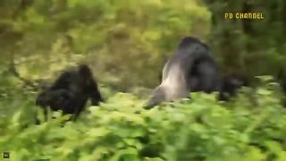 Monkey Vs Lion- Lion Foolishly Enters The Territory Of A Hunting Monkey And What Will Be The Outcome