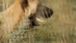 Mother Lion Suffered A Painful Punishment When She Led Her Cub Into Wild Dogs Territory To Hunt