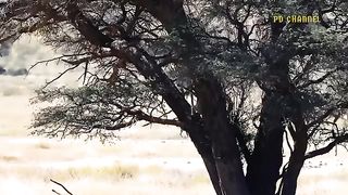Mother Ostrich Joined Forces With The Whole Group To Chase Away Lion And Leopard To Protect Her Baby