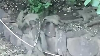 Snake vs mouse amazing