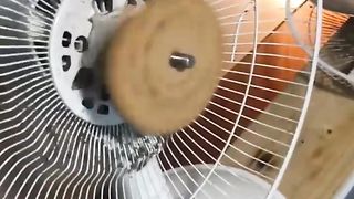 Exploding cookie