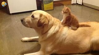 10 minutes Funny Dogs And Cats Videos 2024 ???????????? New Funniest Animal Videos 2024 ???? Now 4