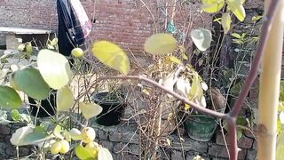 گملے میں لگے بیری اور اس کا پھل دیکھیں