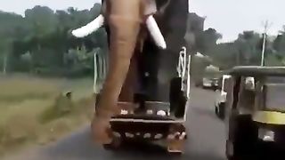 THEY CARRIED AN ELEPHANT THROUGH THE STREETS.
