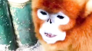 中国金丝猴