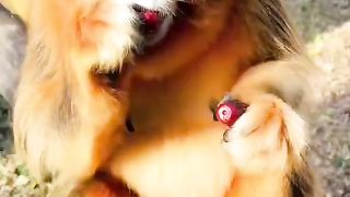 中国金丝猴