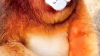 中国金丝猴