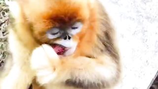 中国金丝猴