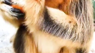 中国金丝猴