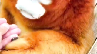 中国金丝猴