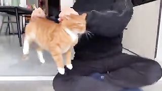 cat production factory