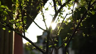 sun rises in the morning between the leaves