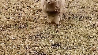 VERY FUNNY ROLLER.