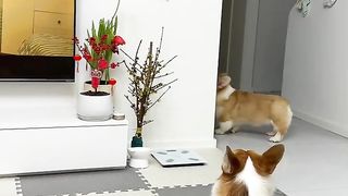 Active Dogs