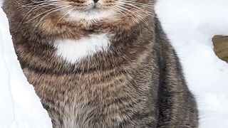 Barsik Cat
