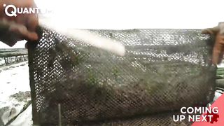 Farming and Harvesting the Most Expensive OYSTERS and Precious PEARLS in the World