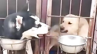 Hungry dogs neighbors!!!