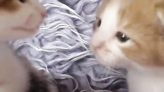 Kittens Talking
