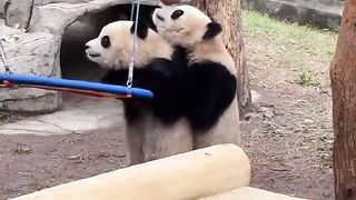 China国宝大熊猫