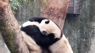 China国宝大熊猫