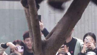 China国宝大熊猫