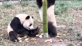 China国宝大熊猫