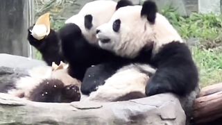 China国宝大熊猫