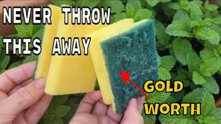 NEVER THROW THEM AGAIN !! the sponges used are WORTH PURE GOLD on your plants in HOME AND GARDEN