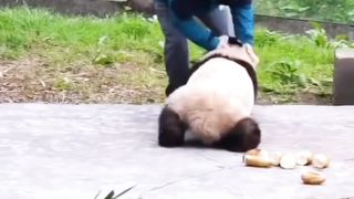 China国宝大熊猫