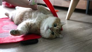 How mommy and daddy stroke me