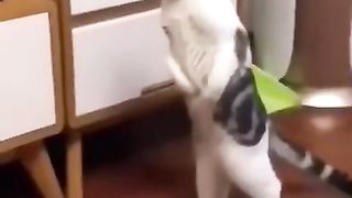 ЛЕЧИМ