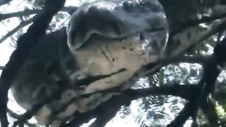 Annaconda video