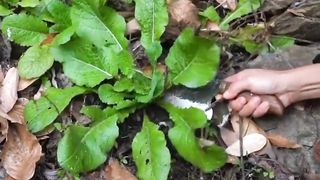 Cooking traditional Chinese Rural Food | Living in nature